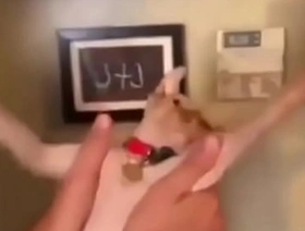 Cat whip